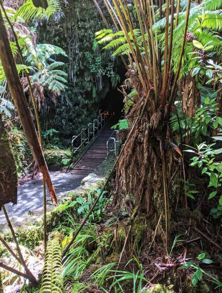 Lush green ferns and tall trees flank a wooden walkway heading towards the mouth of a thurston lava tube with orange lights inside visible.