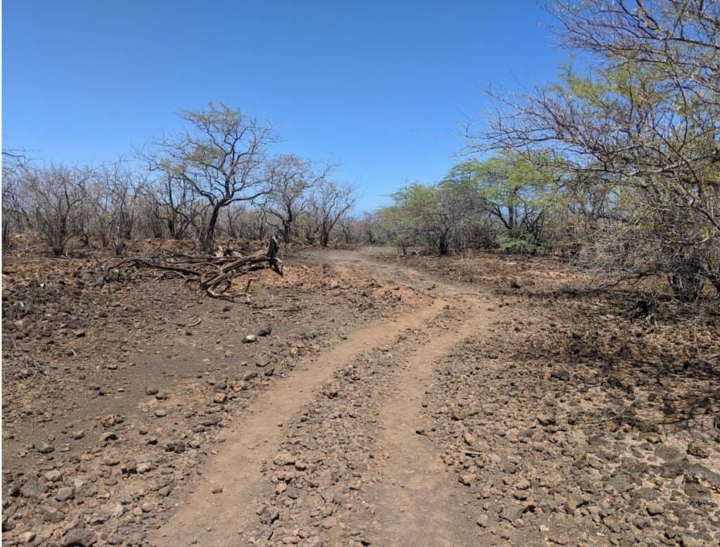 hot and dry Desert-like trail with kiawe trees lining the path