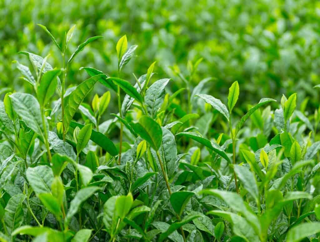 Tea plants close up