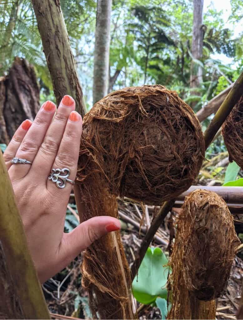 Using my hand to show how ginormous the fiddlheads get at Kalopa State Park