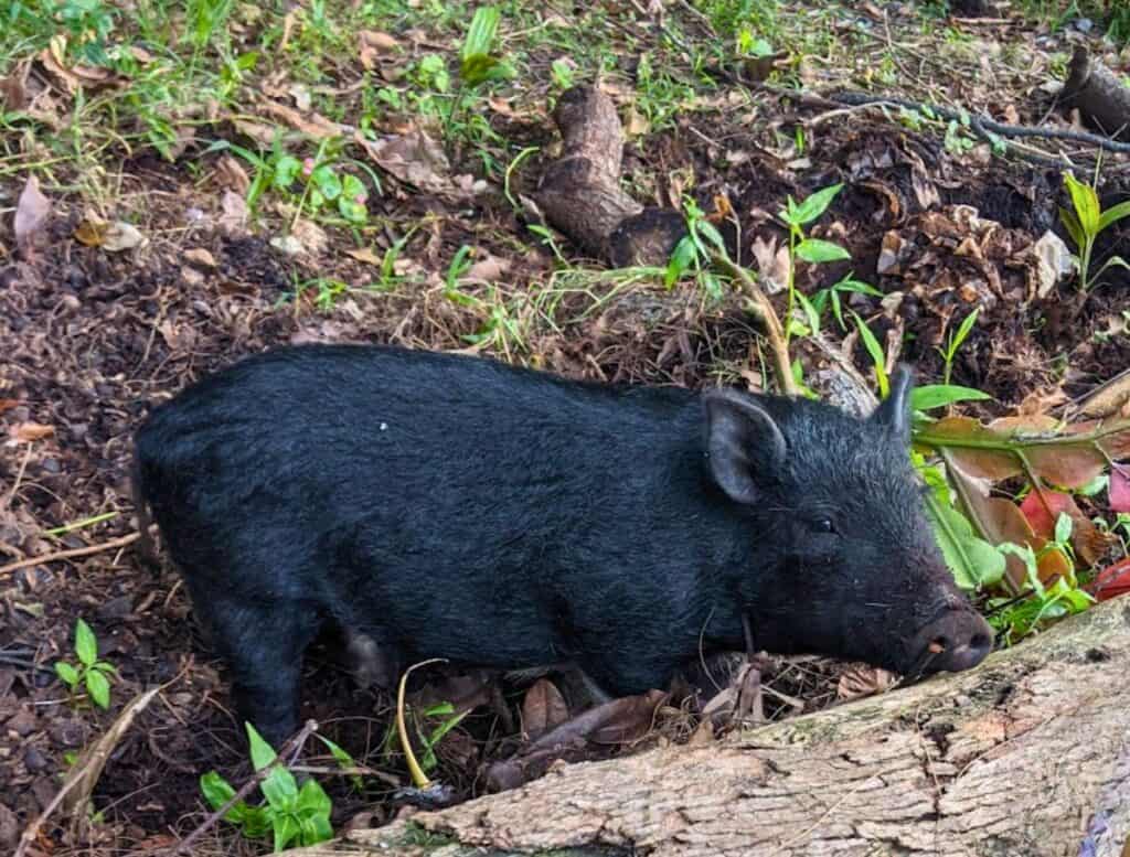 black Big Island pig standing next to log in forest