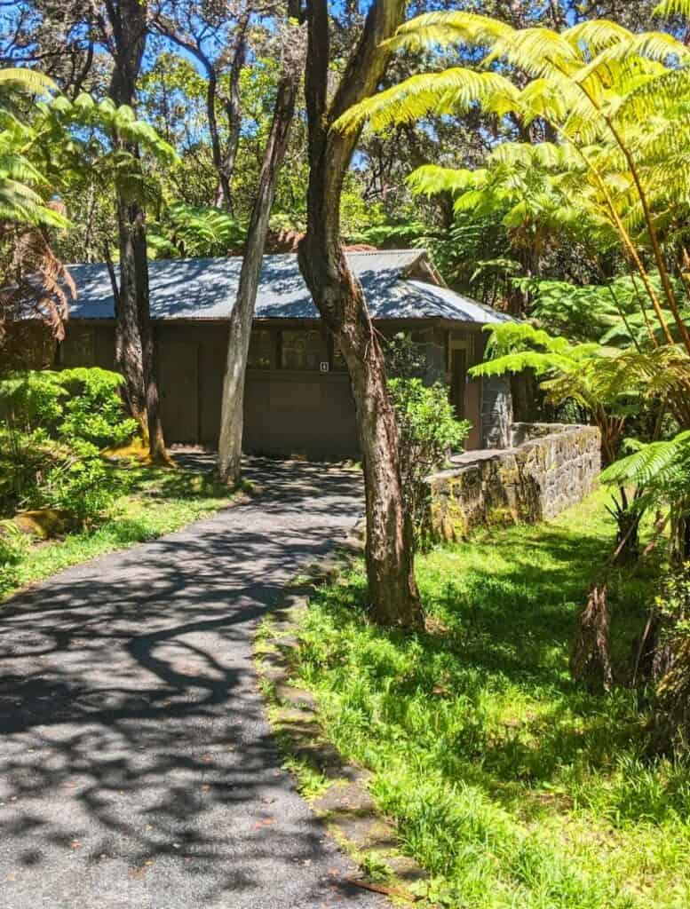 restroom cabin with a dark roof nestled among vibrant green ferns and trees in a sunny forest setting