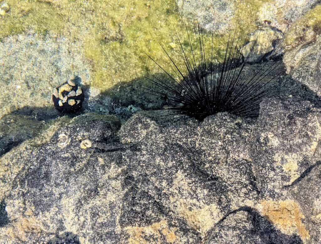 sea urchins poking out from rock crevasses