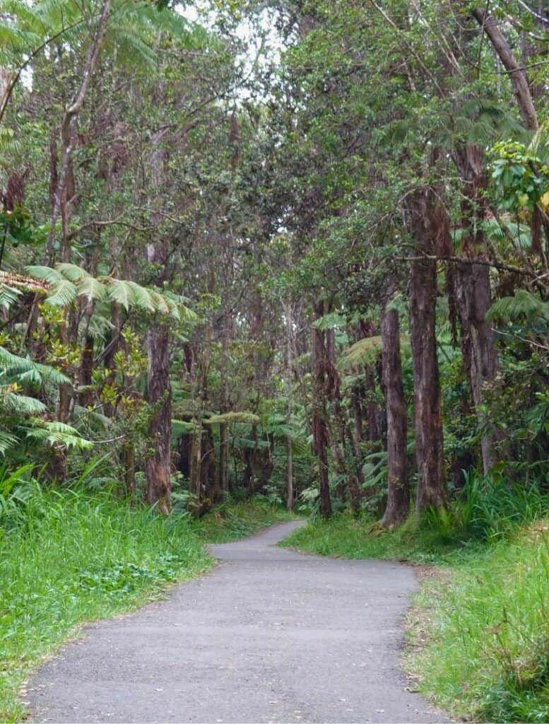 A serene pathway curving through a dense tropical forest with tall trees and lush underbrush.