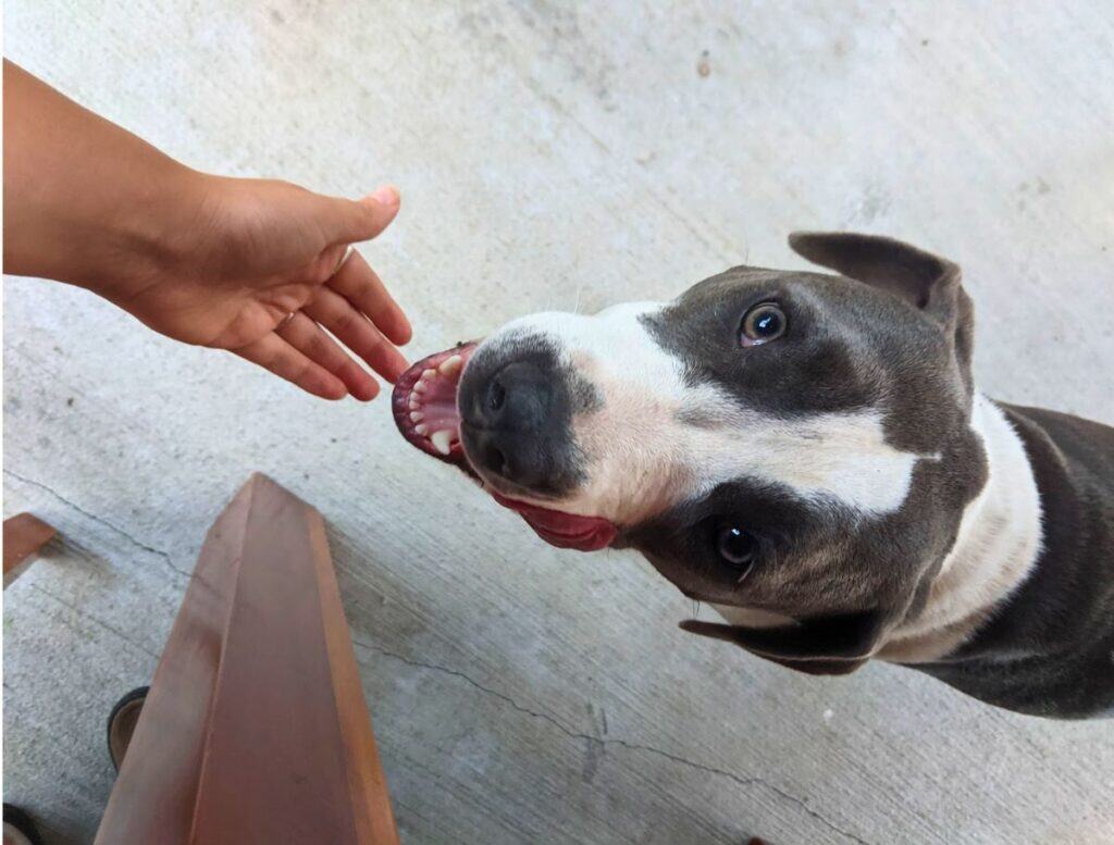 mutt white and dark brown short haired dog looking up with open mouth and tongue off to side
