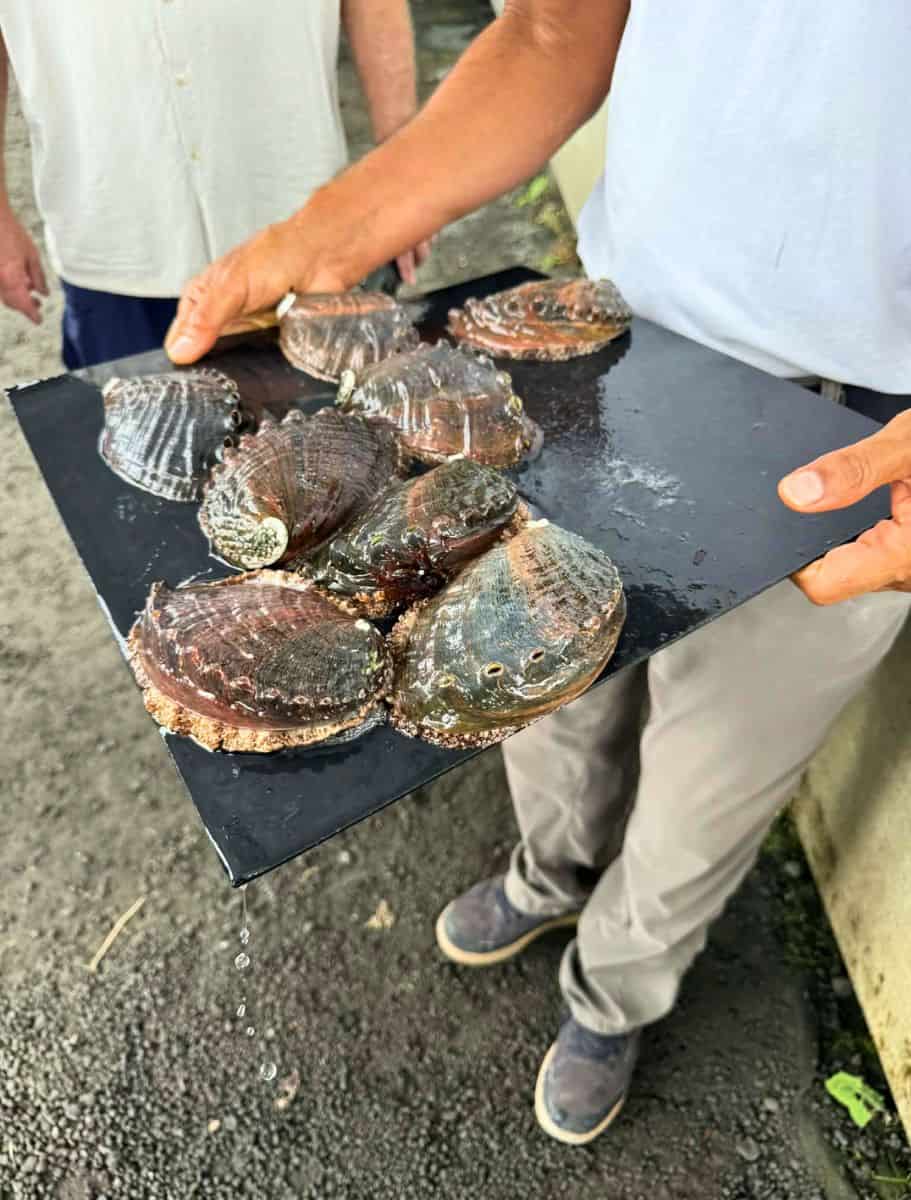hand holding slate board with abalones sitting on it