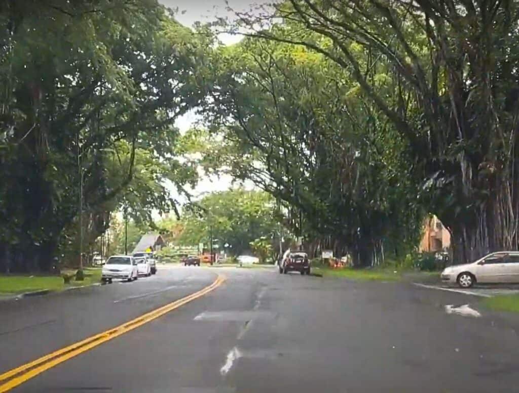 Banyan Drive with cars parked on sides